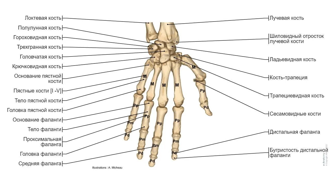 Полулунная кость кисти фото Анатомия верхней конечности e-Anatomy