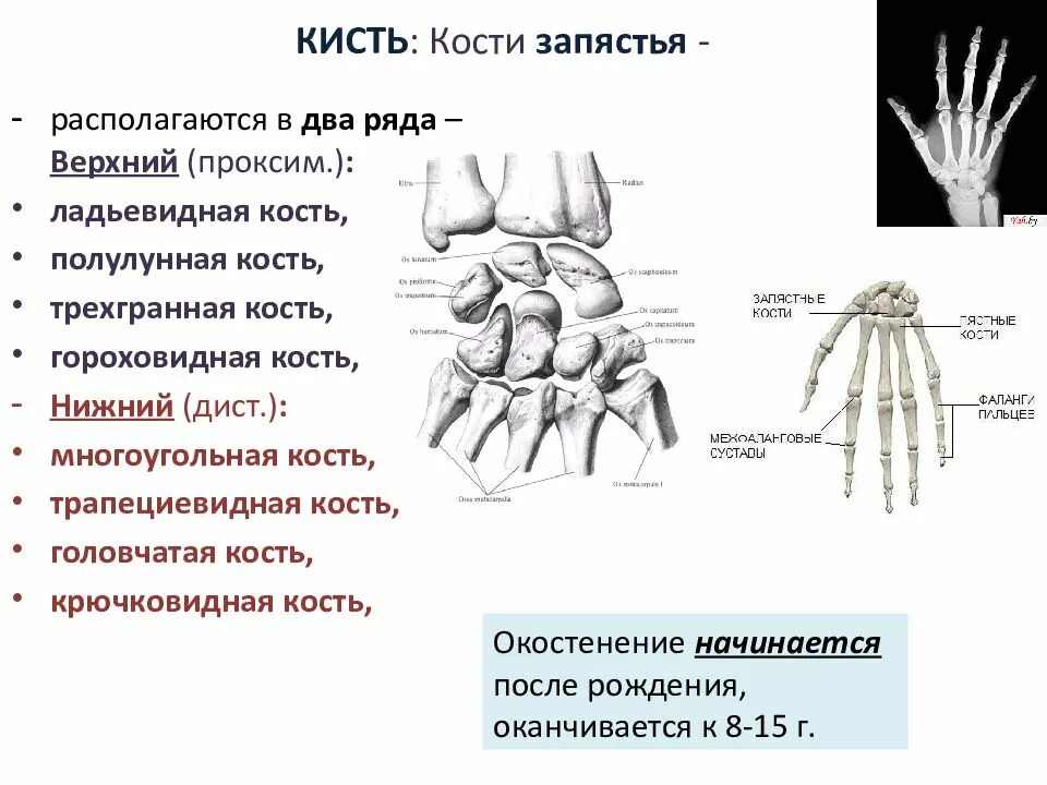 Полулунная кость кисти фото Кости запястья являются: найдено 79 изображений