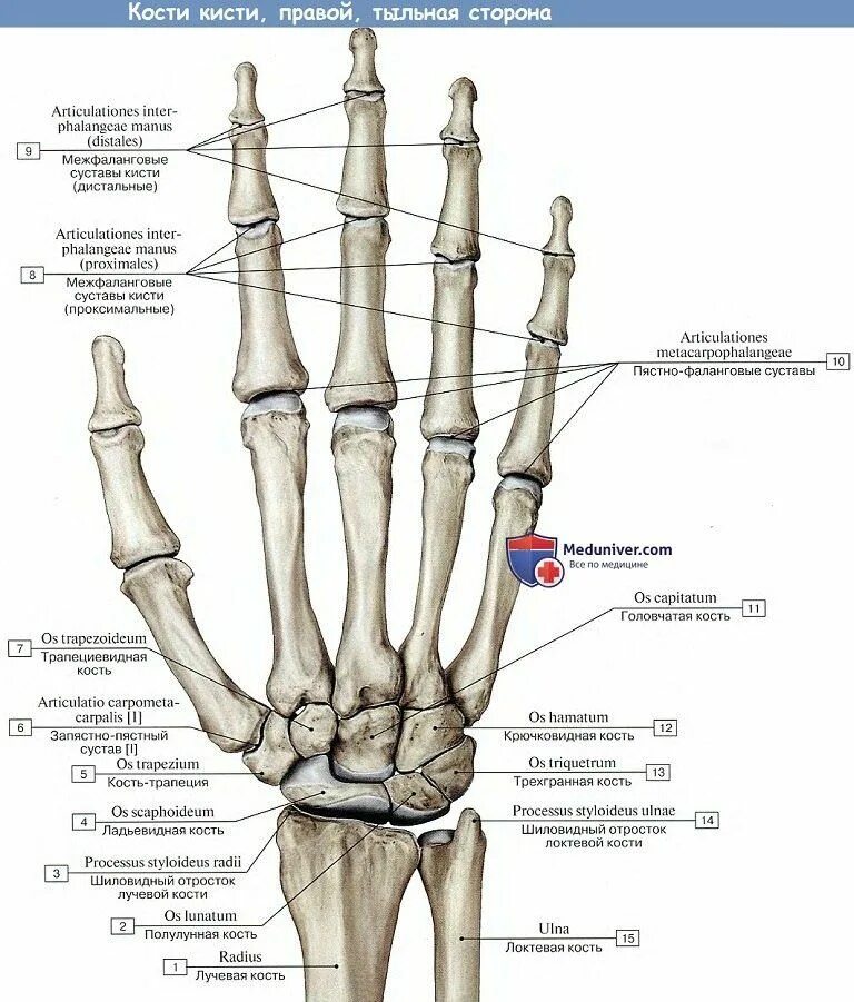 Полулунная кость кисти фото Анатомия : Пясть. Кости пальцев кисти.