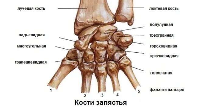 Полулунная кость кисти фото Картинки ГОЛОВЧАТАЯ КОСТЬ ЗАПЯСТЬЯ