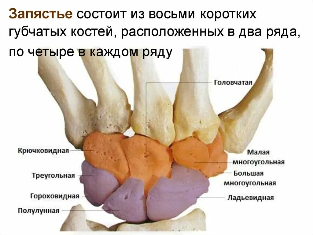 Полулунная кость запястья фото Полулунная кость какая кость: найдено 82 изображений