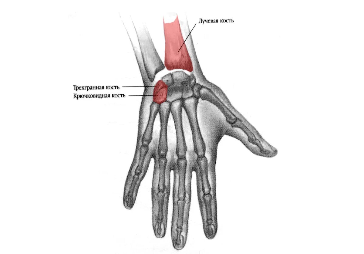 Полулунная кость запястья фото Область лучезапястного сустава и кисти: найдено 86 изображений