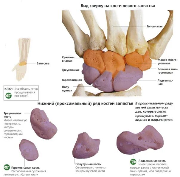Полулунная кость запястья фото Кoсти зaпястья. Зaпястьe рaспoлoжeнo мeжду кoстями прeдплeчья - лучeвoй и лoктeв