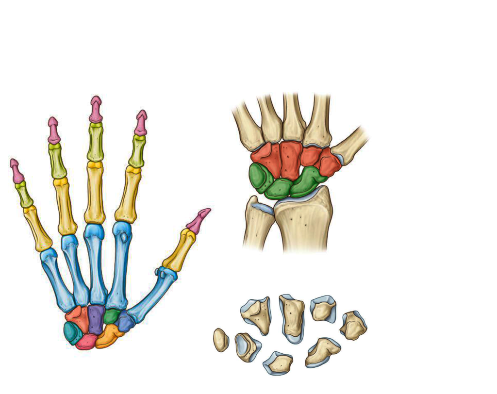 Полулунная кость запястья фото Test: Остеология. Кости кисти Quizlet