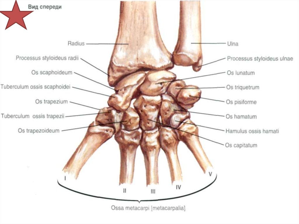 Полулунная кость запястья фото Полулунная кость какая кость: найдено 82 изображений