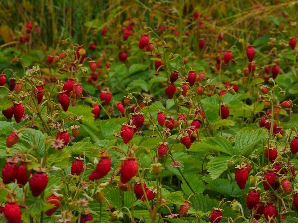 Fragaria viridis - Wikipedia tiếng Việt