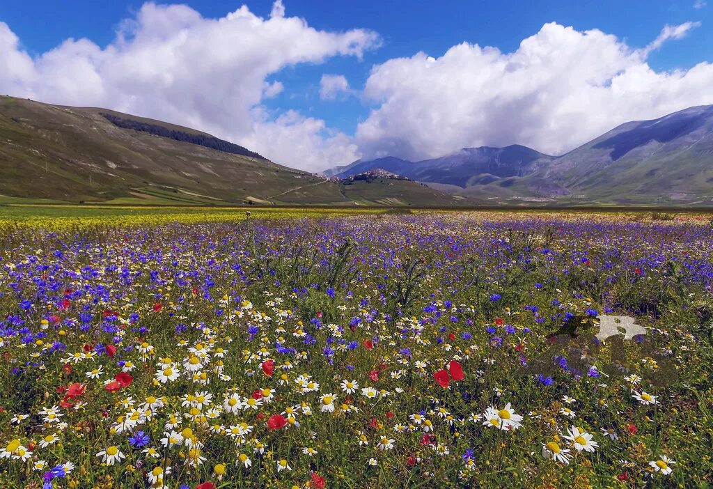 Поля алтая фото Flowers 1 Castelluccio di Norcia (2013) Getty Images / 500. Flickr