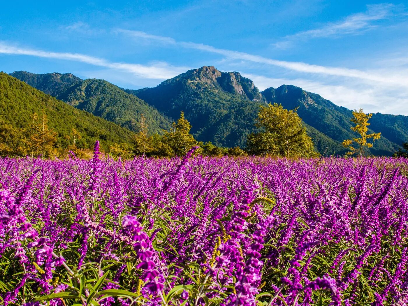 Поля алтая фото Download wallpaper field, summer, clouds, trees, flowers, mountains, nature, blu