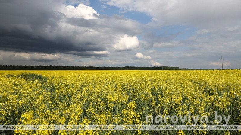 Хлебное поле. Фотограф Александр Архипов Фото № 59559