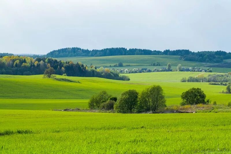 Поля беларуси фото Выстава "Наш край любімы - Беларусь" працуе ў гістарычным музеі zviazda.by