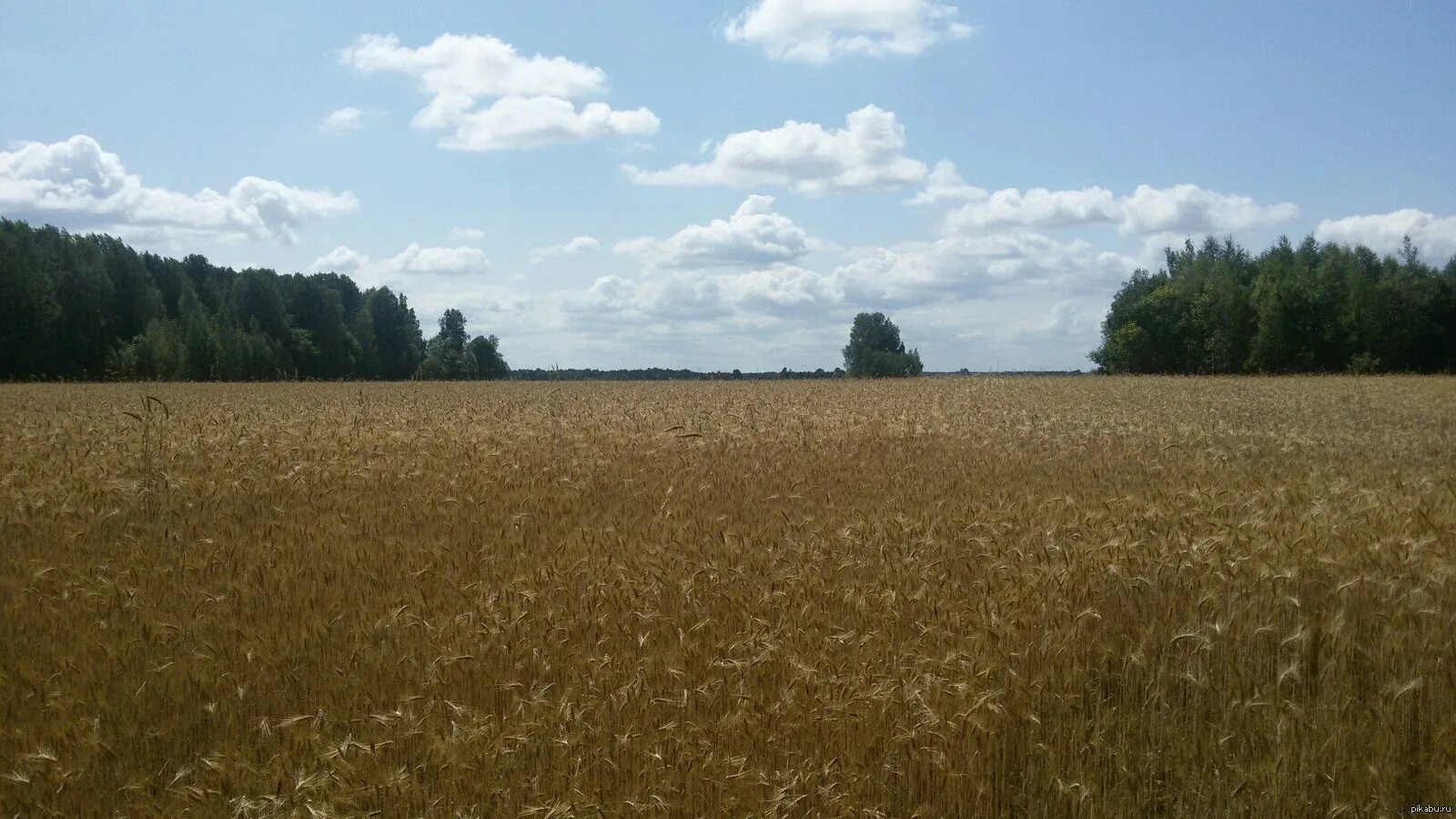 Поля беларуси фото Пшеничное поле, Беларусь. Пикабу