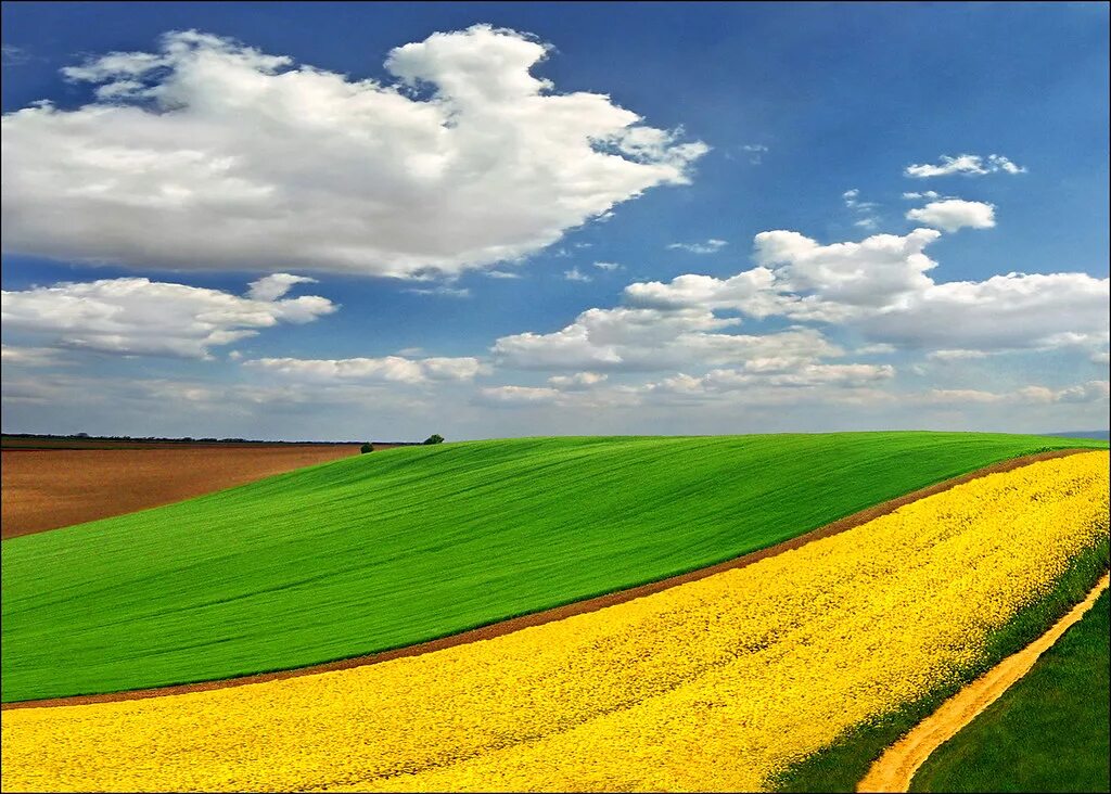 Поля беларуси фото Yellow ribbon You can also follow me on Getty 500 px D. Flickr