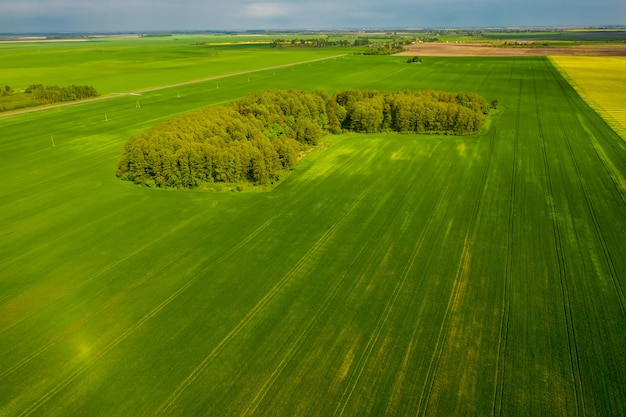 Поля беларуси фото Premium Photo The route passes between the green fields of Belarus. Top view