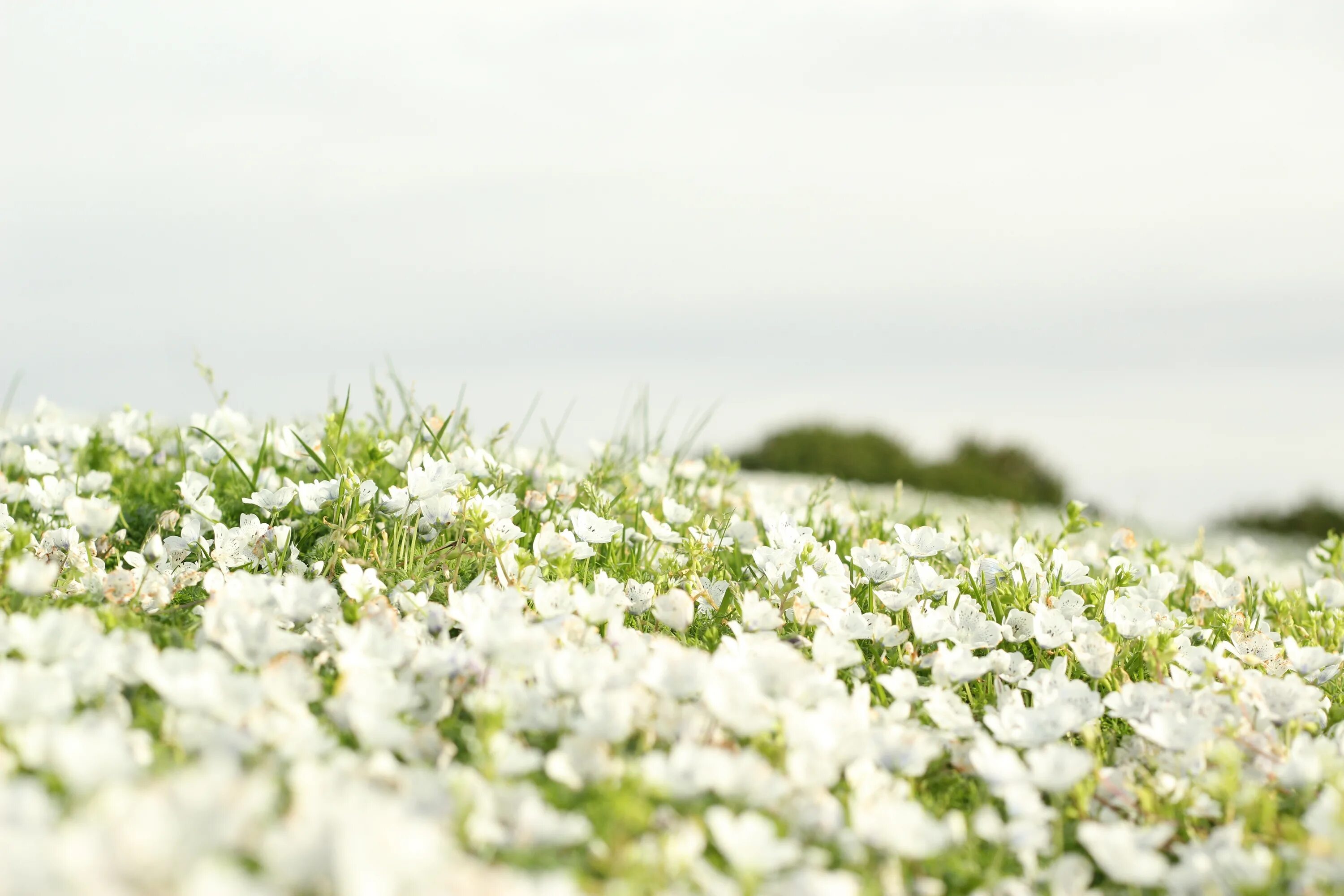 Поля белые на фото в фотошопе Field Flowers Landscape free image download