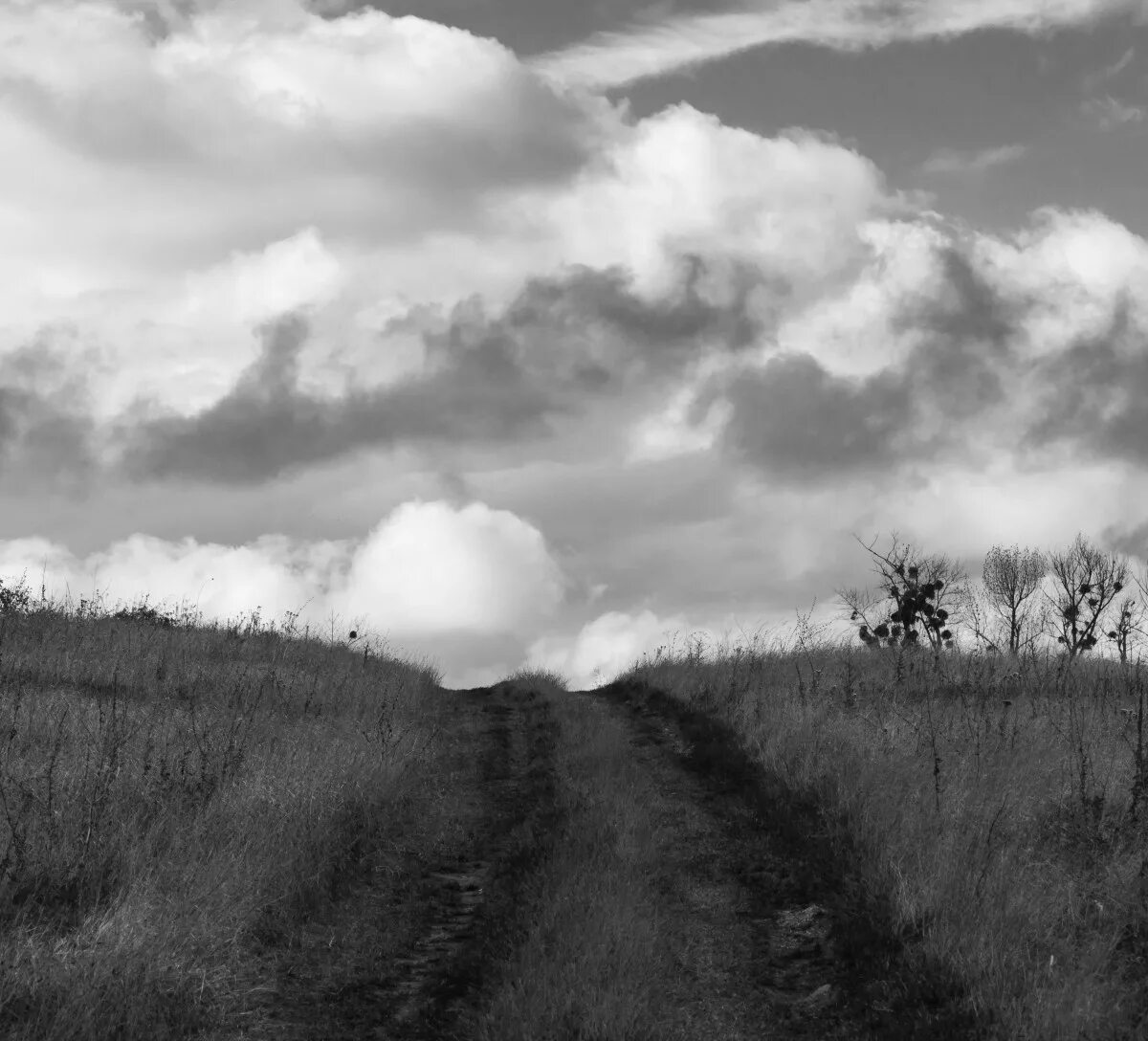 Поля белые на фото в фотошопе Free Images : landscape, tree, nature, grass, horizon, mountain, cloud, black an