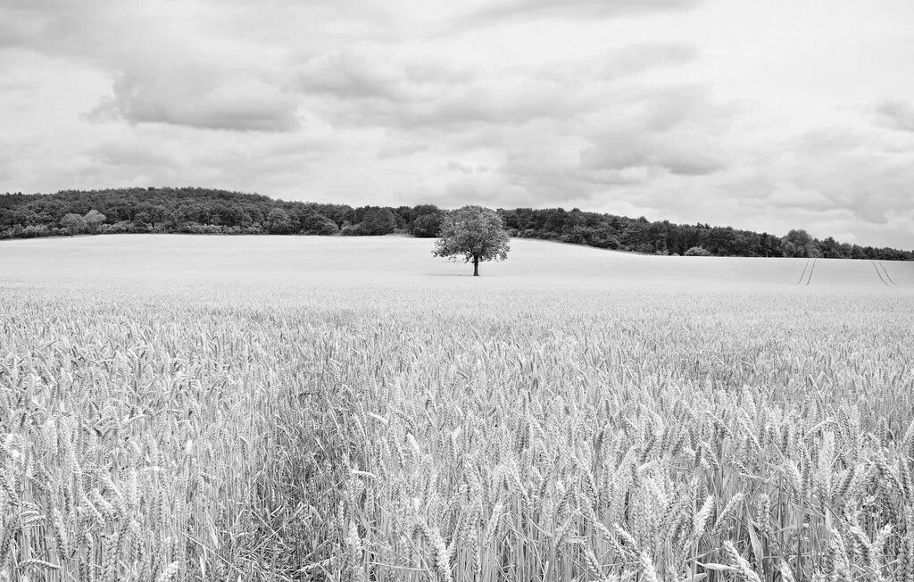 Поля белые на фото в фотошопе Wheat field Day 204: High key landscape taken near Calvert. Flickr