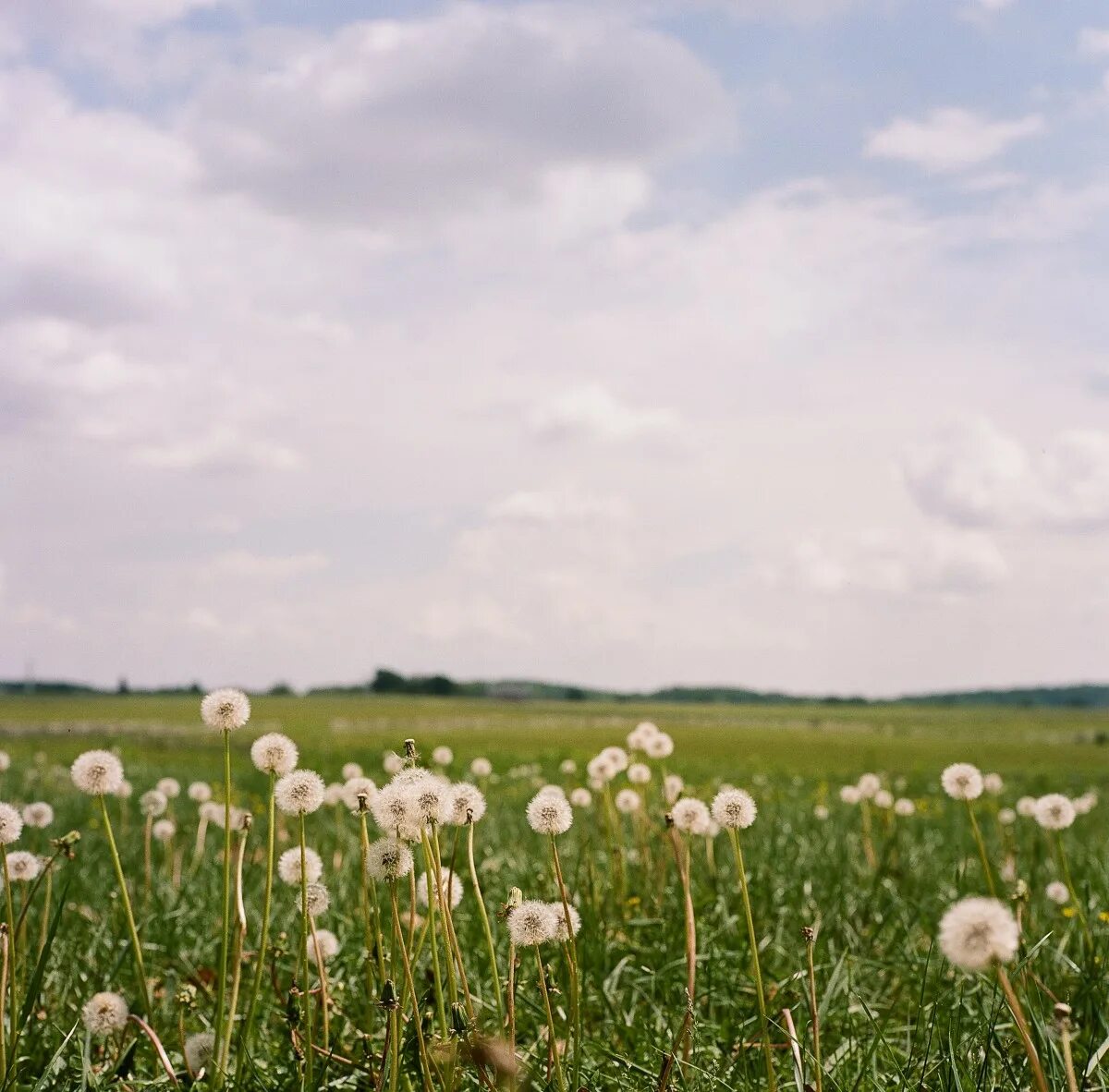 Поля белые на фото в фотошопе Free Images : landscape, nature, horizon, blossom, cloud, plant, sky, field, law