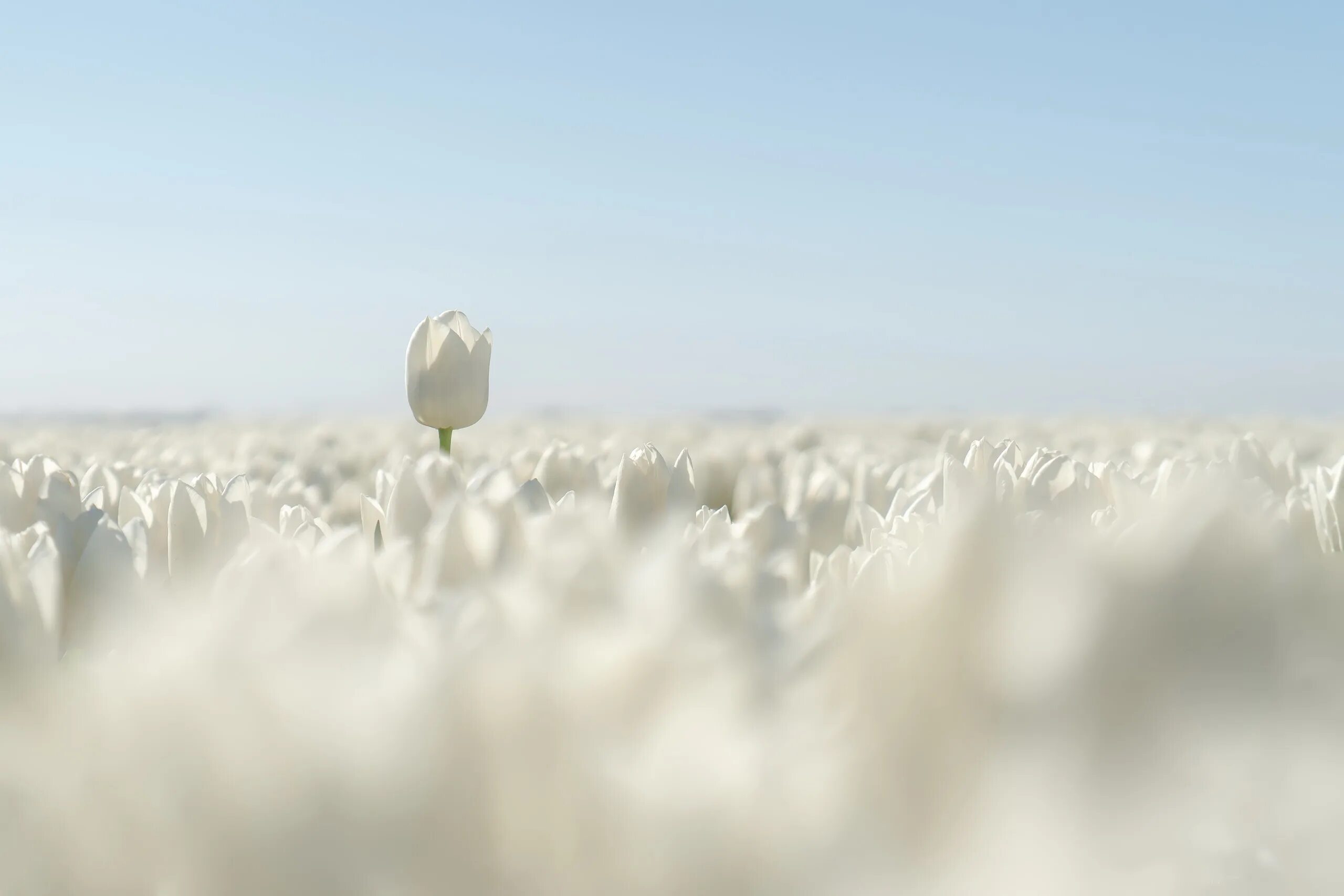 Поля белые на фото в фотошопе Wallpaper : white flowers, plants, field 2560x1707 - WallpaperManiac - 1845287 -