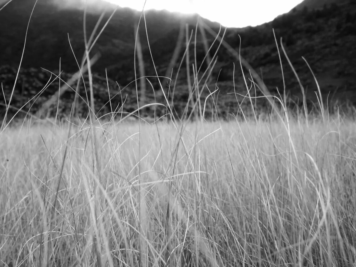 Поля белые на фото в фотошопе Free Images : nature, branch, black and white, field, meadow, prairie, grassland