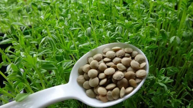 Поля чечевицы фото Lentils are one of the easiest and most nutritious vegetables you can grow! Lear