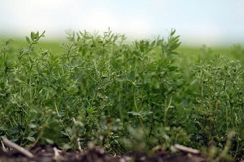 Поля чечевицы фото Chickpea (Garbanzo Bean) Plant USA Dry Pea & Lentil Council Flickr