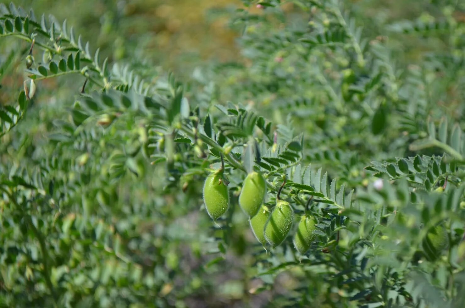 Поля чечевицы фото Chickpea disease outbreaks pressure fungicide supplies - Grain Central