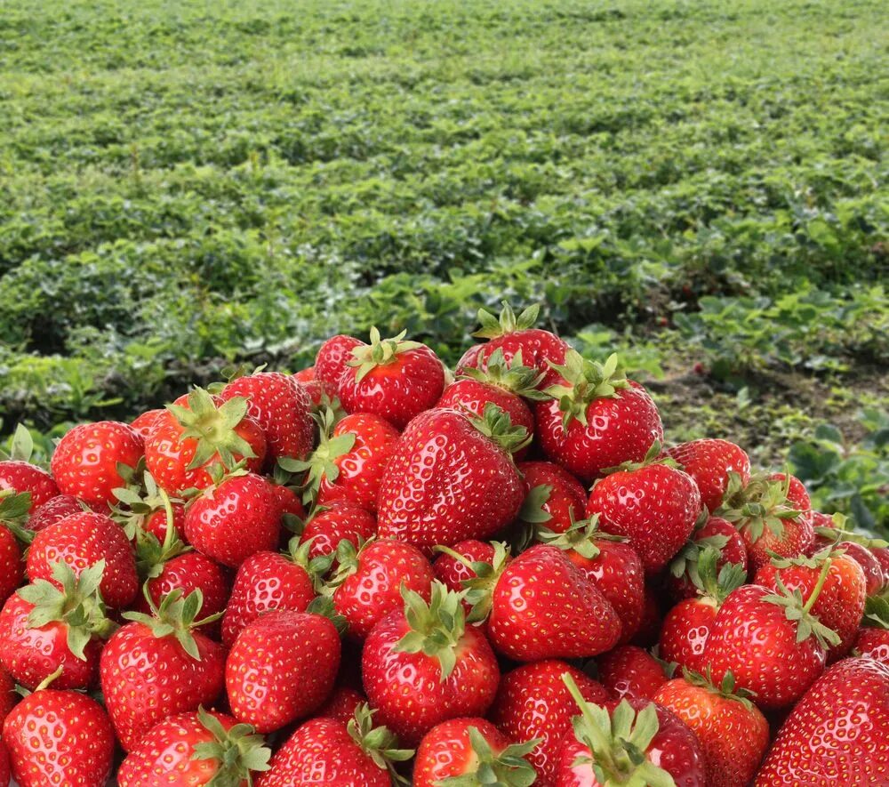 Поля клубники фото Wrap up your romantic trip with strawberries. Located between Lake Beratan and L