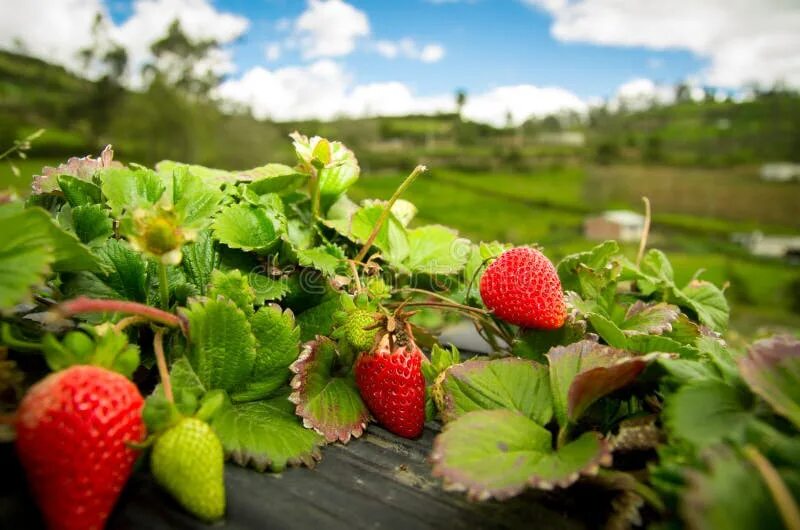 Strawberry Farm Изображения: просматривайте стоковые фотографии, векторные изобр