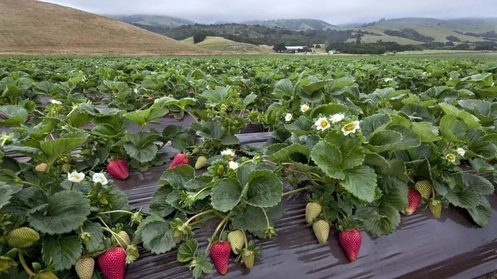 Поля клубники фото The Secret Life Of California's World-Class Strawberries : The Salt : NPR