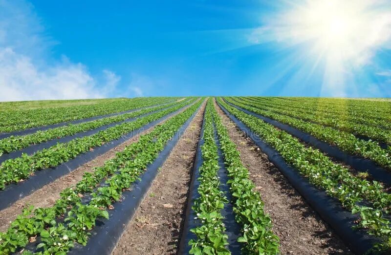 Поля клубники фото Strawberry in the field stock photo. Image of fruit - 134185886