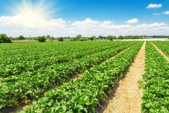 Поля клубники фото Strawberry Farm Изображения: просматривайте стоковые фотографии, векторные изобр