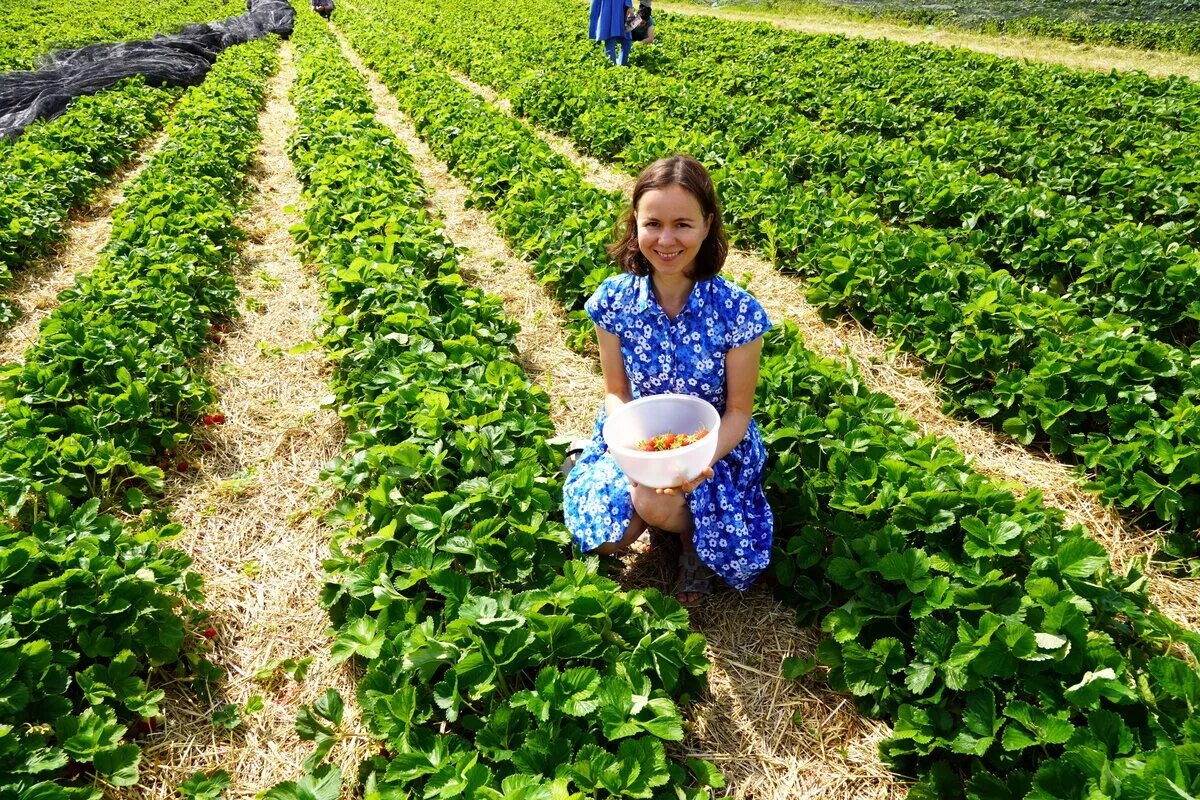 Поля клубники фото На клубничные поля: Германия резко увеличила число вакансий для граждан Грузии -