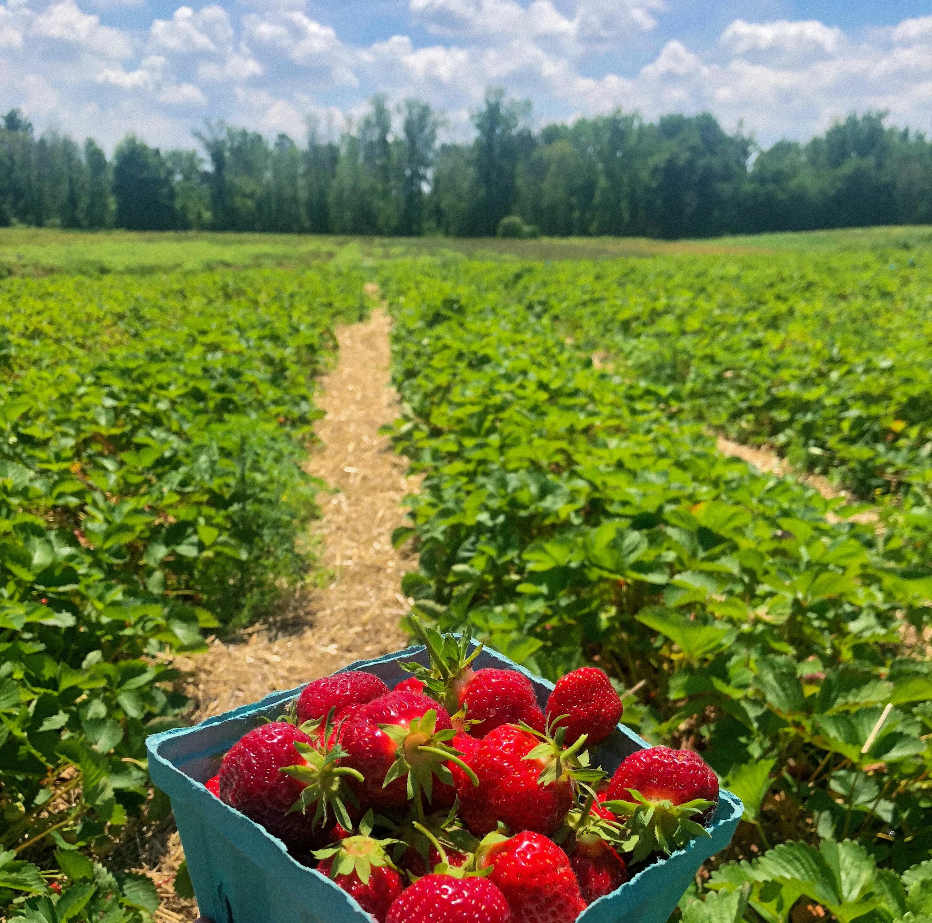 Поля клубники фото This item is unavailable Etsy Strawberry farm, Strawberry picking photography, G