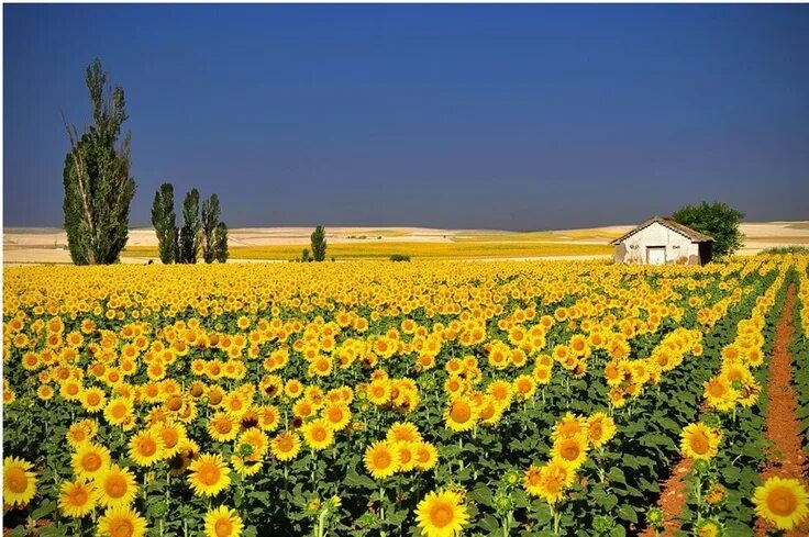 Поля краснодарского края фото sunflowers, flowers, field, sunshine, sun Beaux jardins, Tournesols, Champs de t