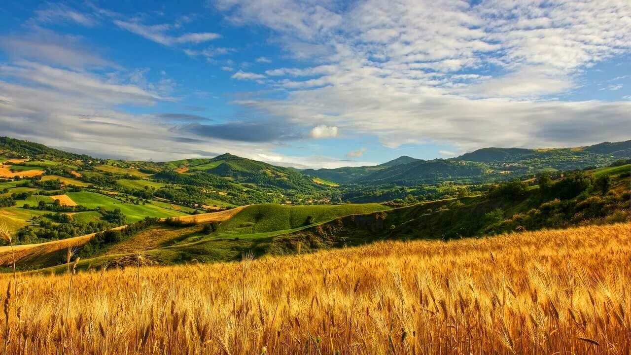 Поля краснодарского края фото Картина на холсте 60x110 Альянс Лес "Hills grass summer wheat cloud" на подрамни