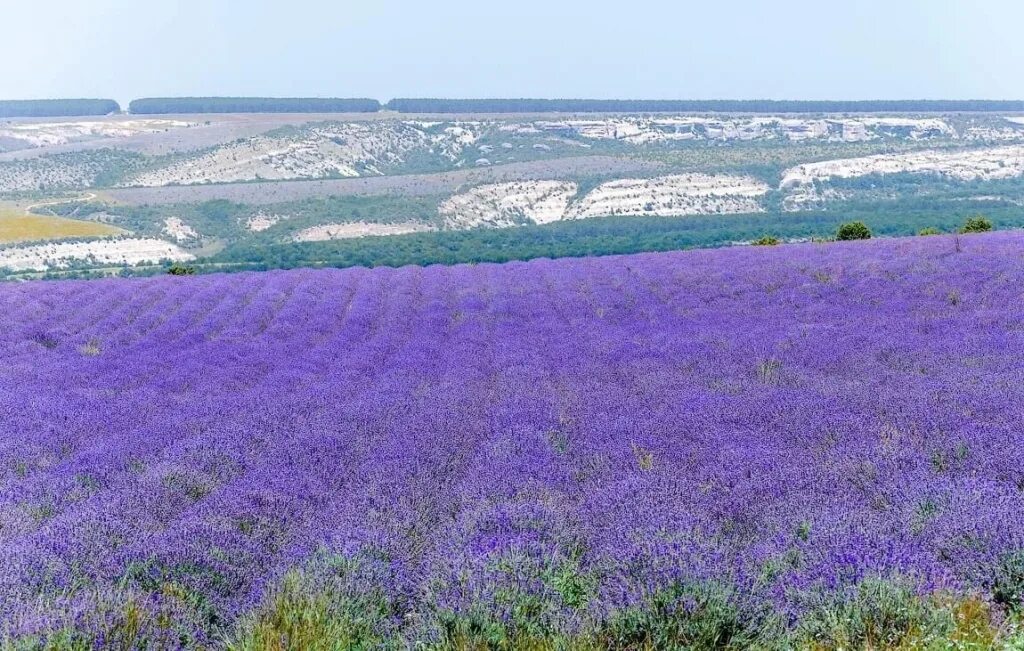 Поля лаванды в крыму фото Блог