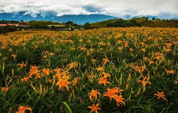 Поля лилий фото Download wallpaper flowers, field, plantation, mountains, Lily, greens, field, f