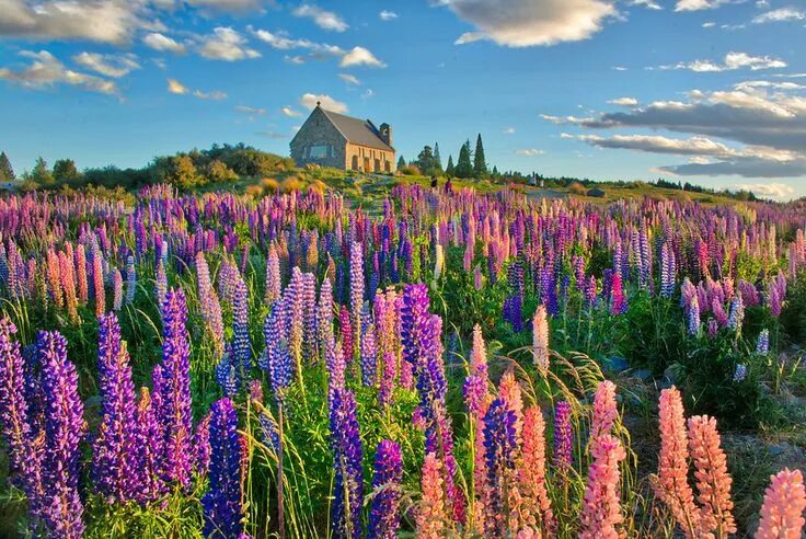 Поля люпинов фото Bright Fields of Lupins Beautiful landscapes, Clouds photography, Beautiful natu