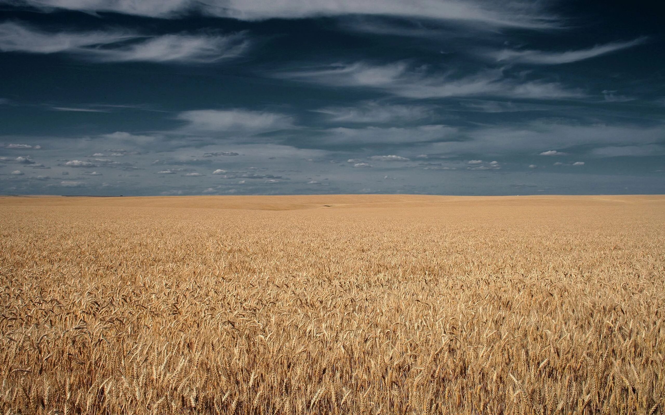 Поля на фото онлайн Wallpaper : sky, field, clouds, horizon, wheat, steppe, cloud, grassland, agricu