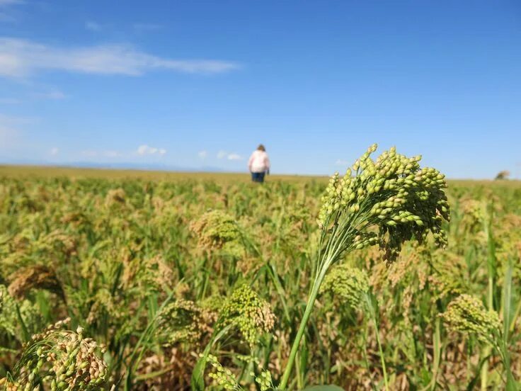 Поля просо фото Can Millet Take On Quinoa? First, It'll Need A Makeover