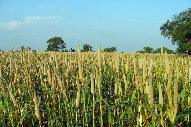 Поля просо фото Pearl Millet #Bajra #Cultivation #lingsugur #raichur #karnataka #india #agricult