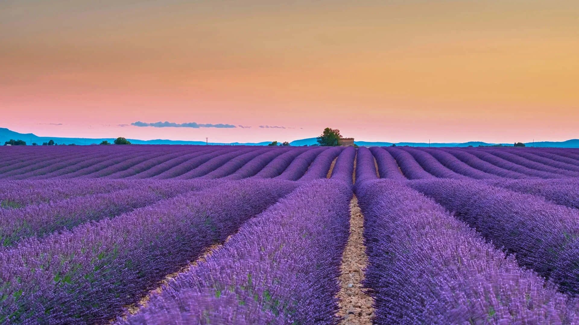 Поля прованса фото Download Lavender Fields At Sunset In Paris Wallpaper Wallpapers.com