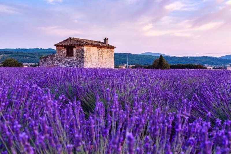 Поля прованса фото Lavender Field Summer Sunset Landscape Near Sault Stock Photo - Image of archite