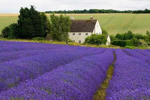 Поля прованса фото SnowsHill Lavender fields, Lavender, Cotswolds