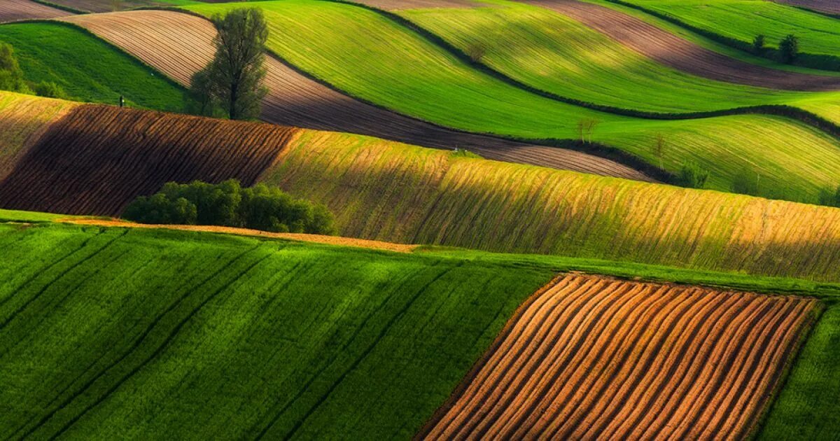 Поля разные фото Poland's Fields: A Captivating Landscape