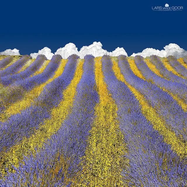 Поля разные фото Lavender Heaven Heaven art, Lavender, Lavender fields provence