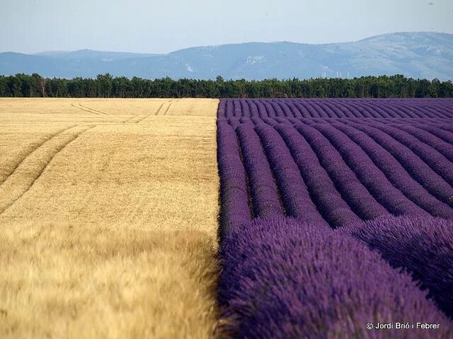 Поля разные фото lavendel Aesthetisch