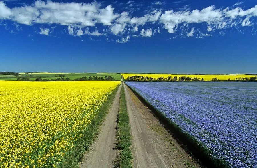 Поля разные фото Картинки по запросу flax field in bloom Scenery, Road, Colorful landscape