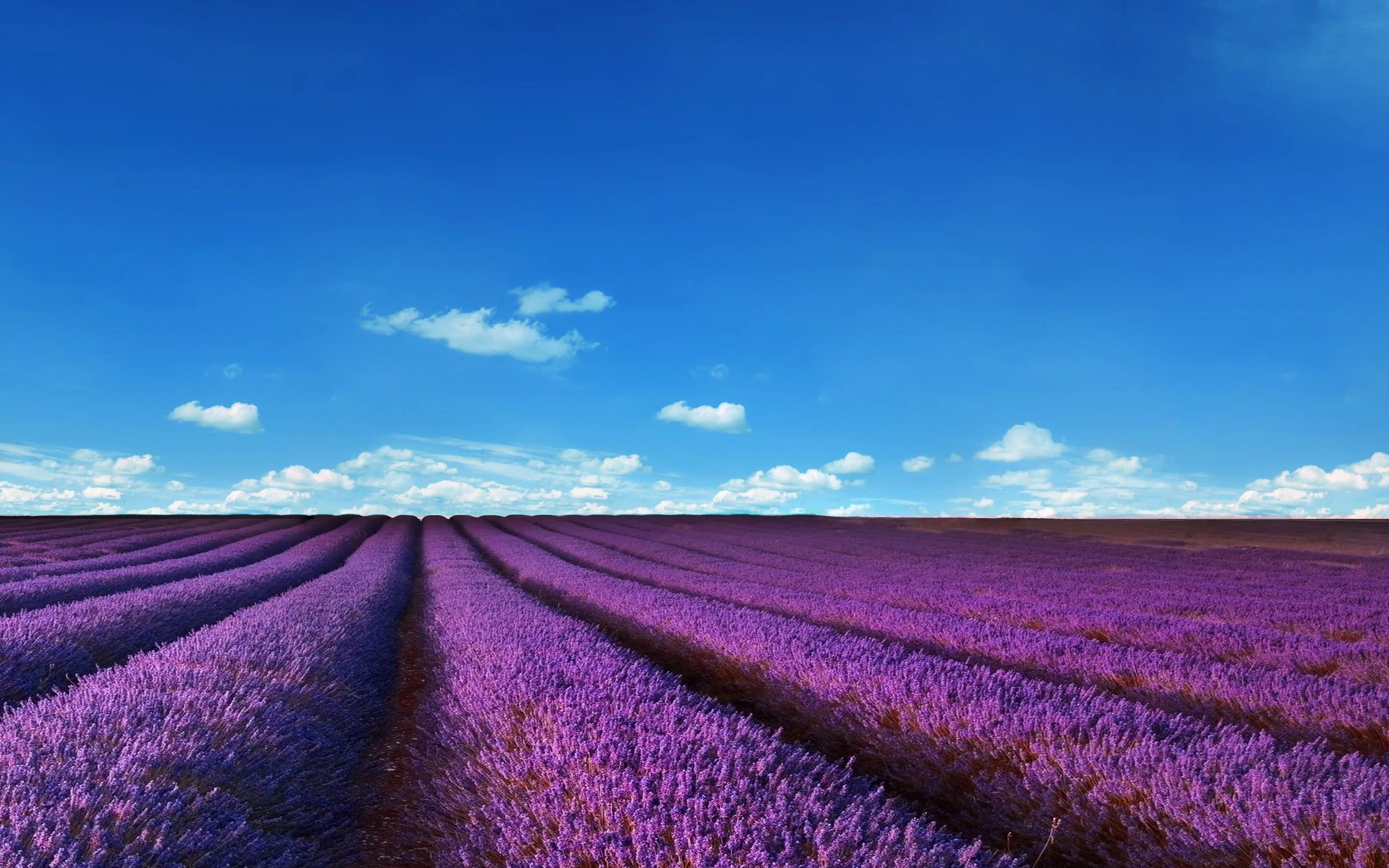 Поля разные фото lavender fields, nature, landscape, purple, sky lavender fields #nature #landsca