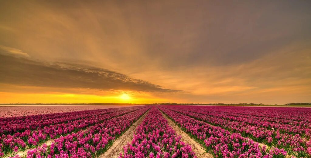 Поля разные фото Fields of hyacinths. " If you appreciate my work and would. Flickr